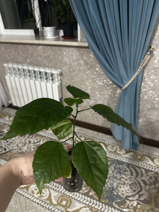 Комнатные цветы разных видов