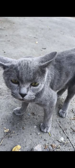 Кошечка ищет добрых хозяев