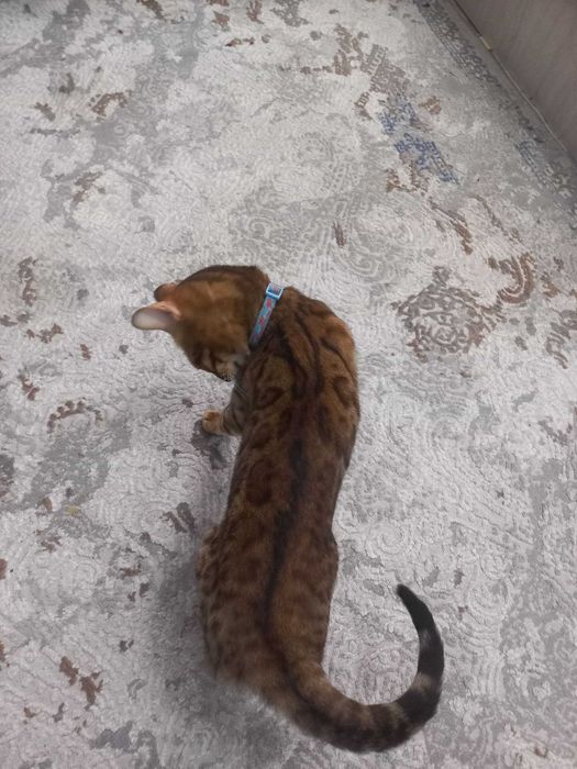 Bengal mushuk sotiladi