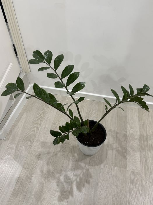 Продам комнатные растения