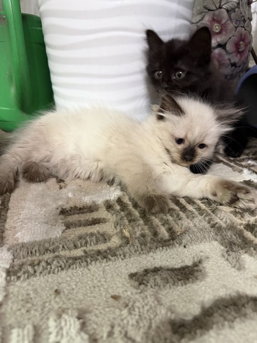 Продаются котята