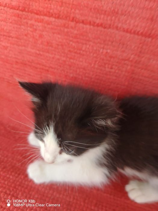 Отдам котят бесплатно