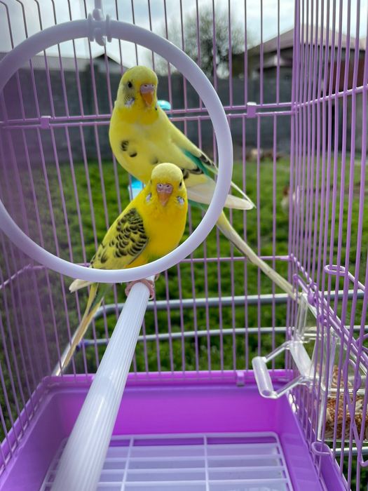 Продам пара попугай с клеткой