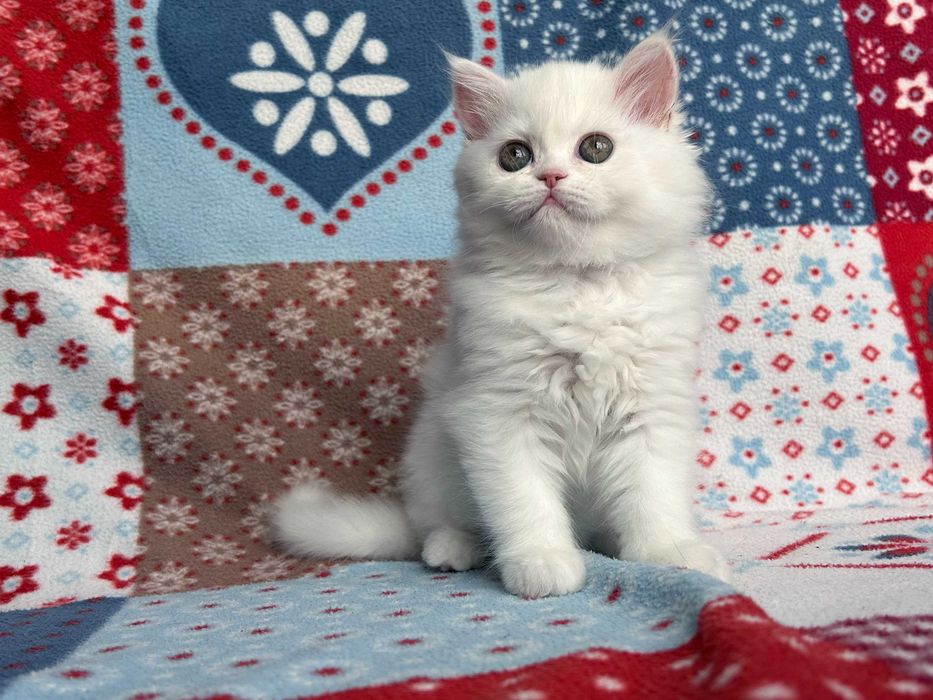 Pisicuță adorabilă Scottish Straight Longhair, cu Pedigree