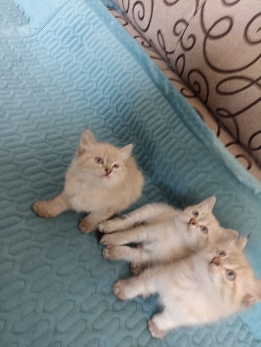 Отдам котят в добрые руки