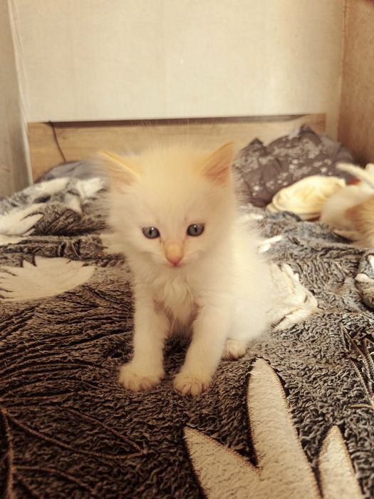 Котята! Бесплатно