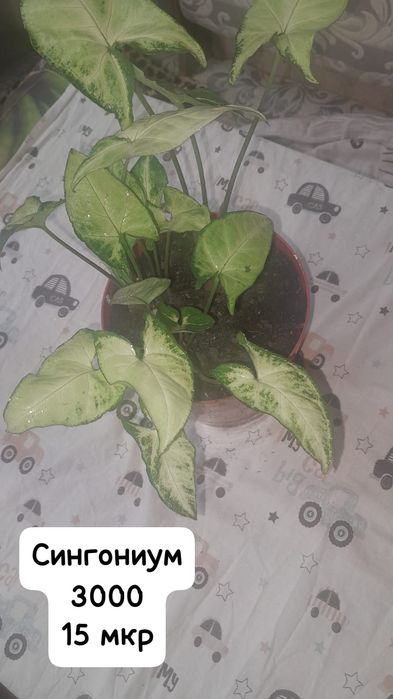 Комнатные цветы недорого