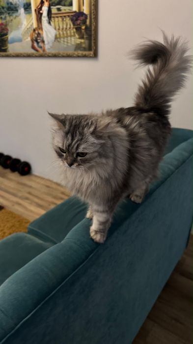 Отдам кошку Шатланский гибрид