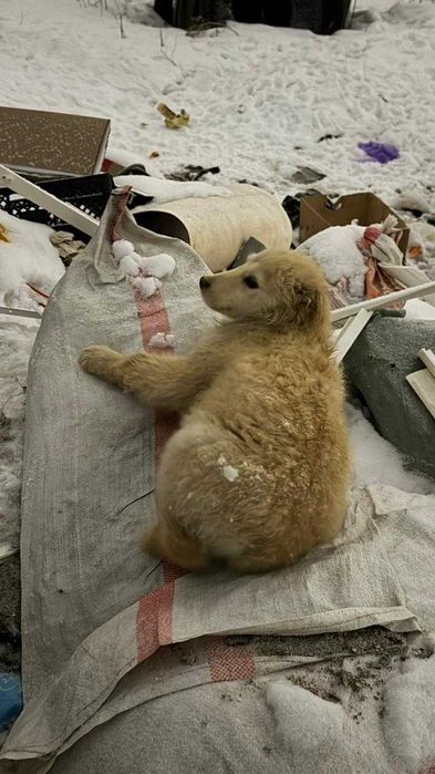 Ищем хозяина для двух собачек.