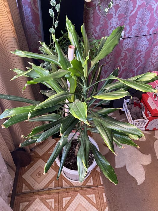 Комнатый & цветок&