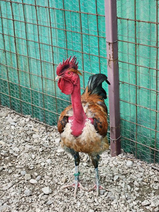 Vinzari găini de rasă