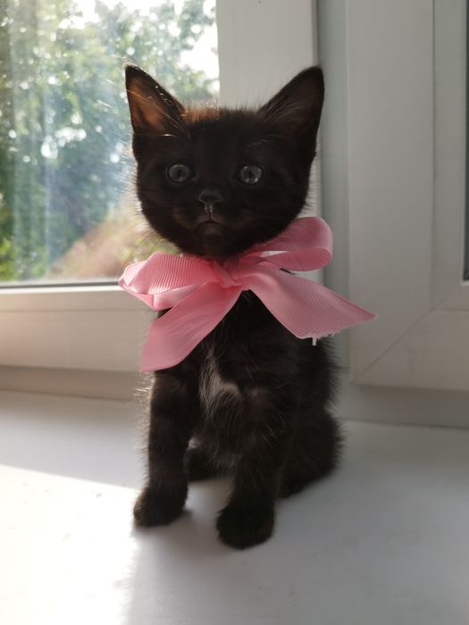 Котята  в добрые руки
