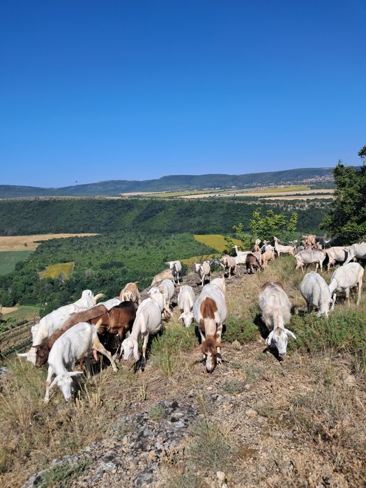 Домашно КОЗЕ  мляко,прясно сирене
