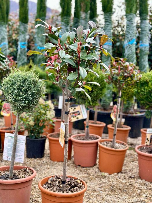 Pin Toscan, Photinia Red Robin , Mesteacan Alb