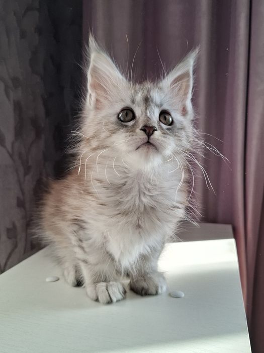 Мейн-кун  котята