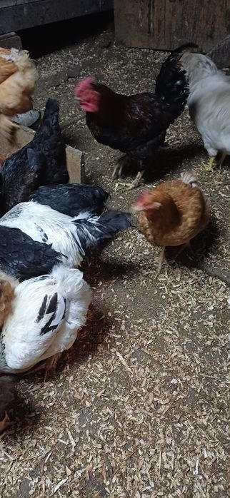 Продаю  домашних  петухов
