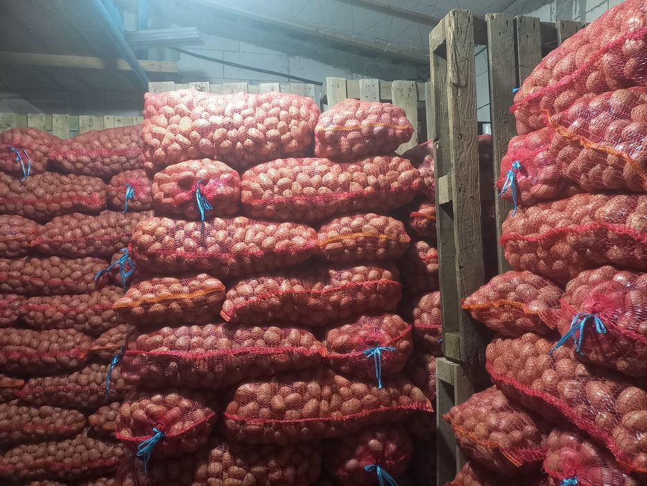 Cartofi de sămânța belarosa 1,5lei kg