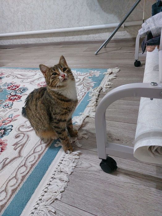 Кошечка девочка.