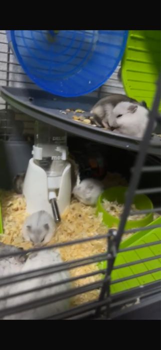 Donez hamsteri.