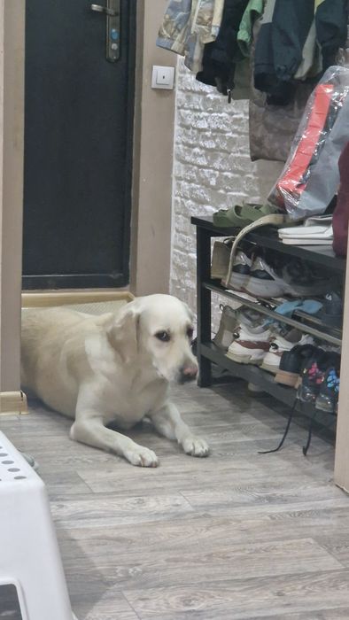 Пристраиваем собаку