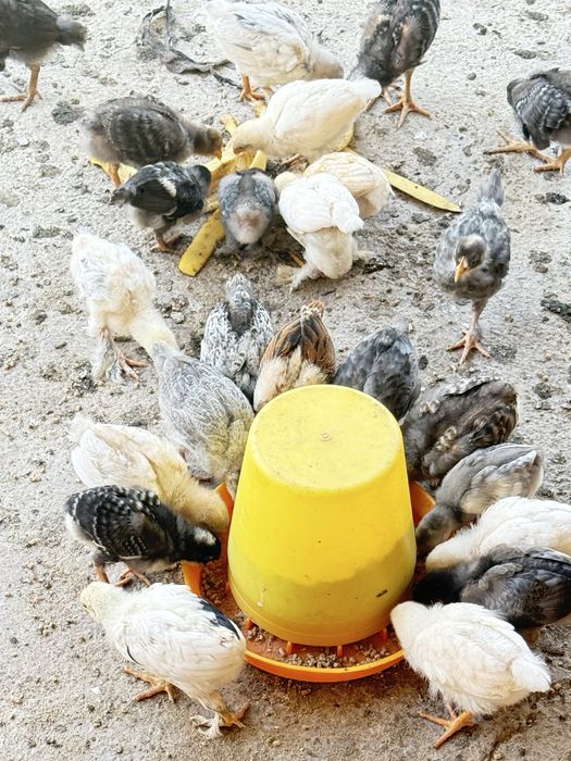 Кора шагзода зоти тозаси, брама, жайдари  жужалари