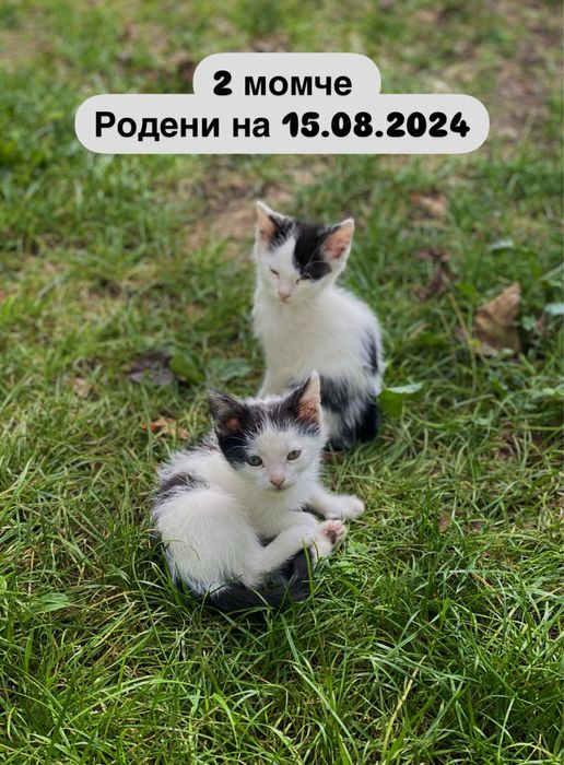 Малки котенца