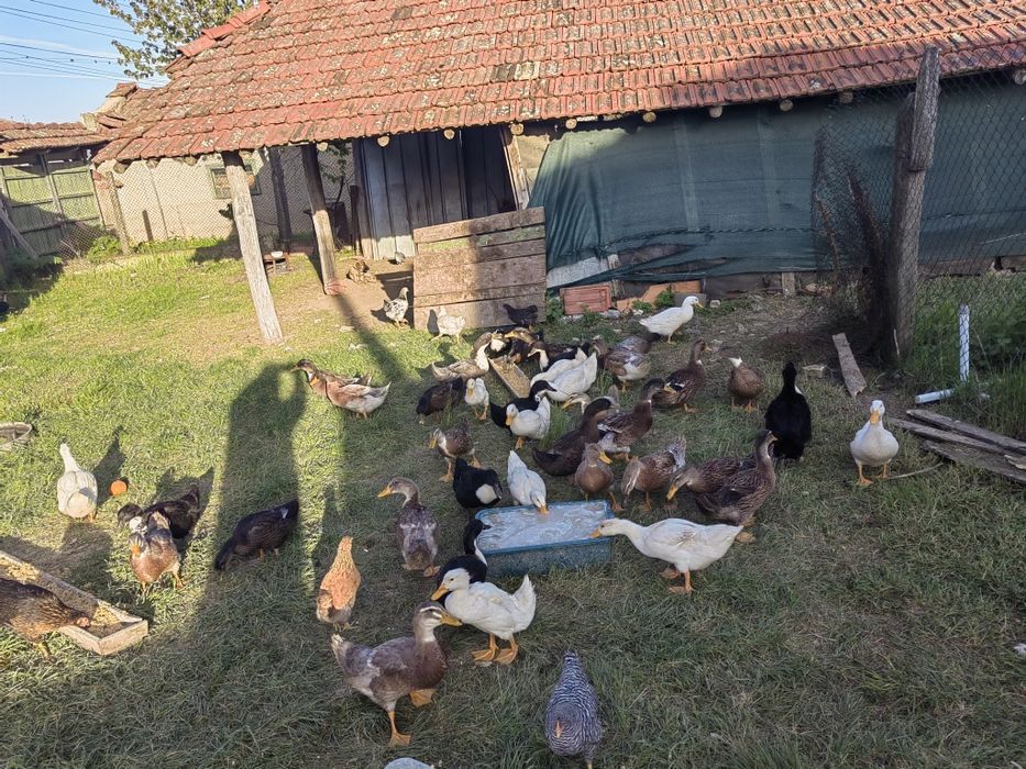 Продавам Домашни Патки