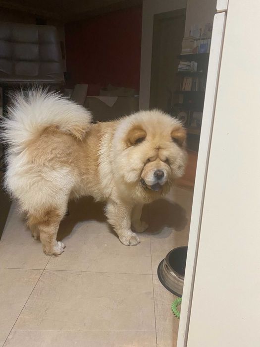 Моето Чау-чау си търси нов дом