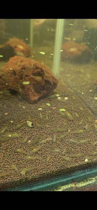 Креветки Амано в Алматы