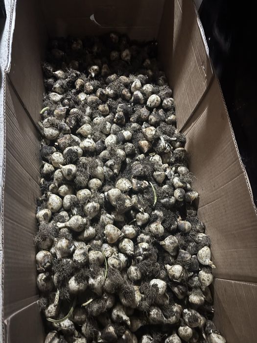 Луковицы Тюльпанов Беларуссия