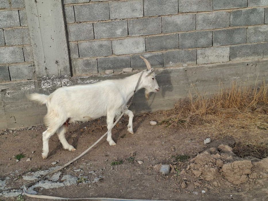 Свумалы Ешкілер сатылады,
