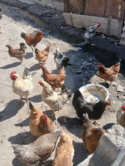 Продам петухов,только петухов