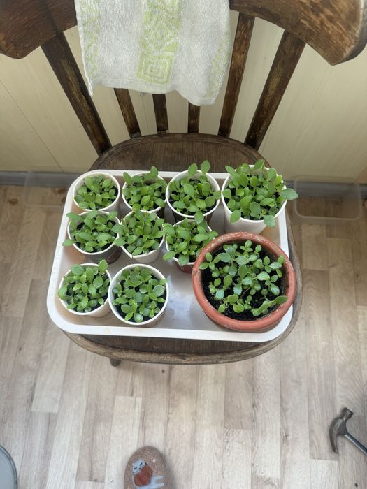 В дар Коланхоэ лечебное