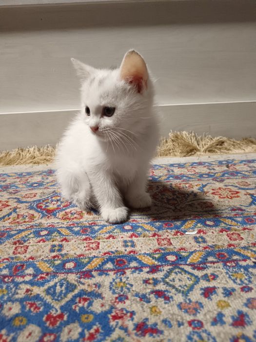 Продам котят добрым людям