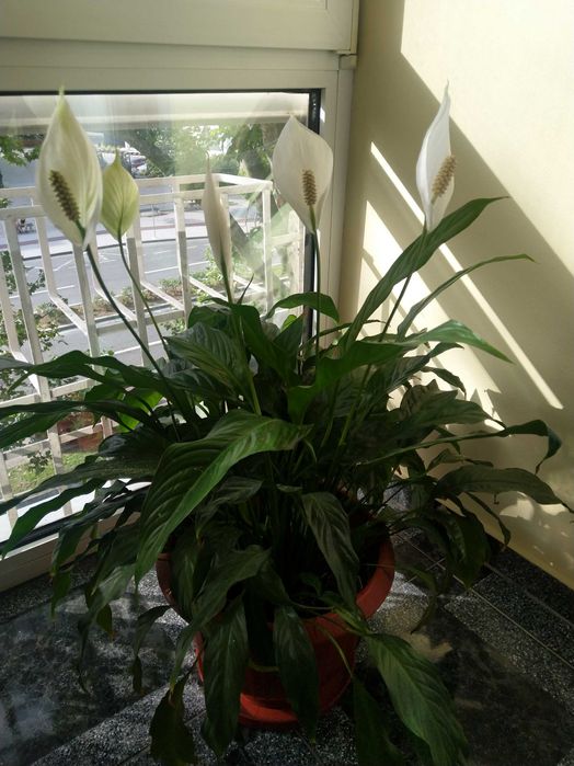 Vând Floare, Crinul Păcii sau Floarea Lunii.