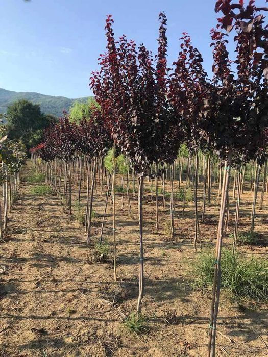 Vand Prunus rosu pisardi angro