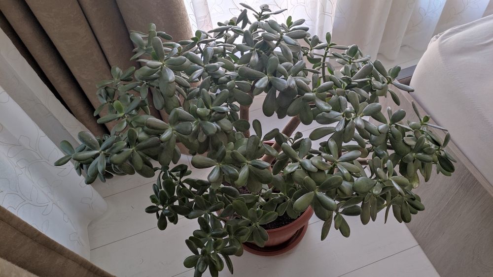 Дърво на живота 75 см