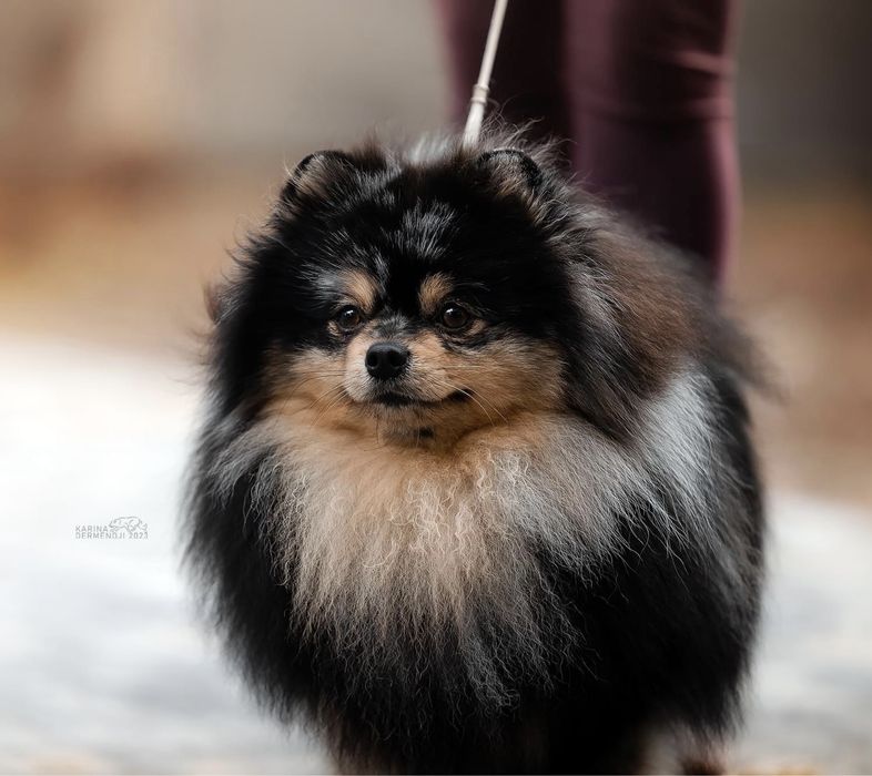 Немецкий шпиц вязка.