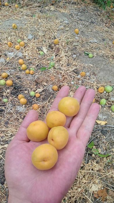 Продам абрикос очень сладкий