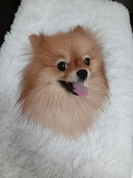 Продам собаку Шпиц