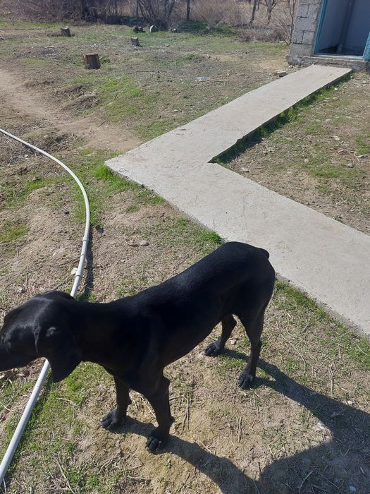 Курцхар дратхар на продаже