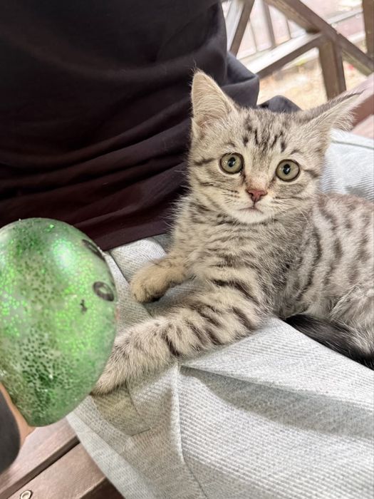 Очень  красивый котенок мальчик