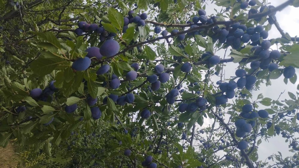 Продавам готови узрели