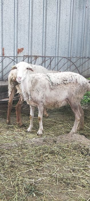 Продам Баран молодые матки жирные