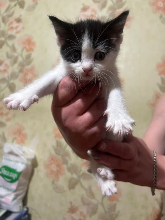 Отдадим котят в доьрые руки