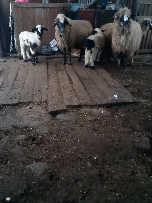 Vând 3 oi cu miei si una gestantă.