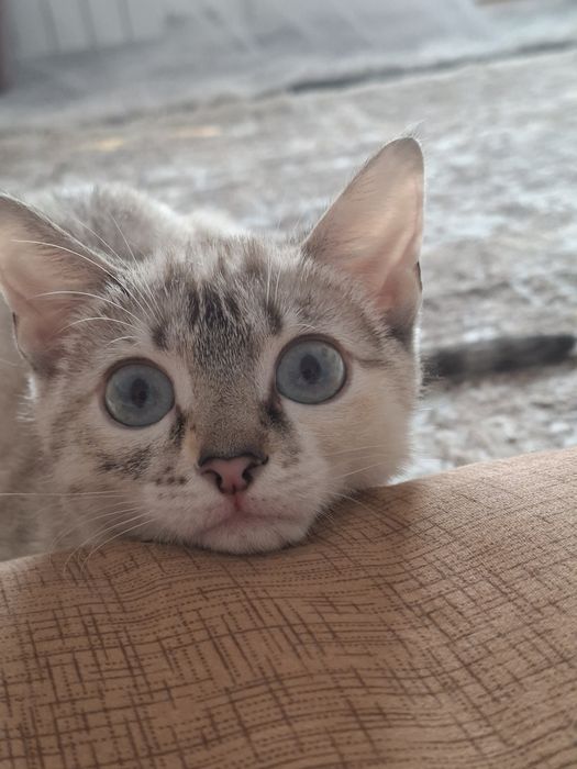 Шотландская кошка