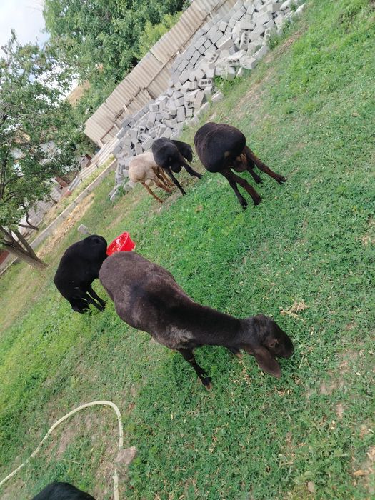 Кочкорлар сотилади. Курбон Хайитга.