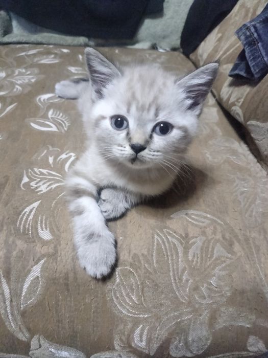 1 котик и 1 кошечка