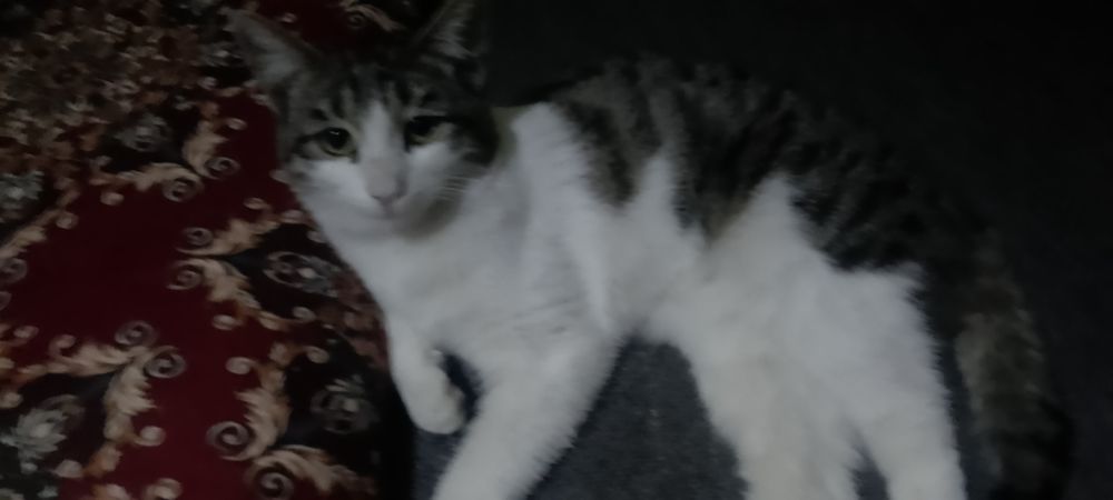 mushuk sotiladi juda yuvosh